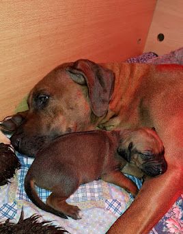 chiot Rhodesian Ridgeback De La Ligue Du Staff'n Co