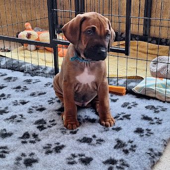 De La Ligue Du Staff'n Co - Chiot disponible  - Rhodesian Ridgeback