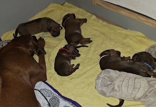 Chiot Rhodesian Ridgeback De La Ligue Du Staff'n Co