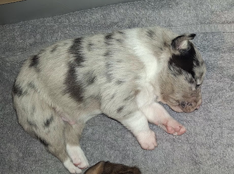 Chiot Border Collie De La Ligue Du Staff'n Co
