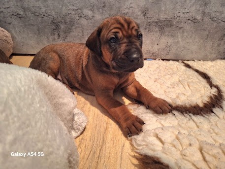 De La Ligue Du Staff'n Co - Chiots disponibles - Rhodesian Ridgeback