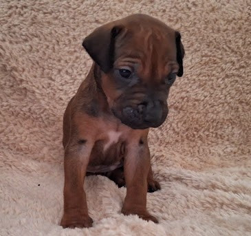 De La Ligue Du Staff'n Co - Chiots disponibles - Rhodesian Ridgeback