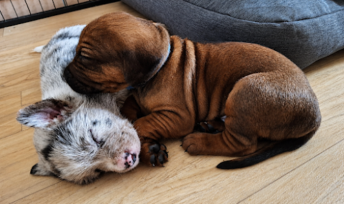 De La Ligue Du Staff'n Co - Chiots disponibles - Rhodesian Ridgeback