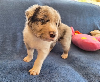 De La Ligue Du Staff'n Co - Chiots disponibles - Border Collie