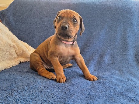 De La Ligue Du Staff'n Co - Chiots disponibles - Rhodesian Ridgeback