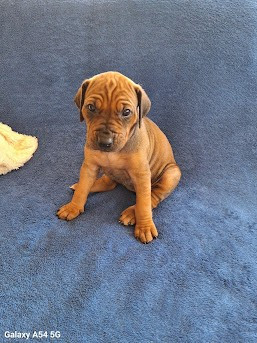 De La Ligue Du Staff'n Co - Chiots disponibles - Rhodesian Ridgeback