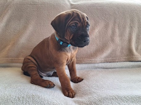 De La Ligue Du Staff'n Co - Chiots disponibles - Rhodesian Ridgeback