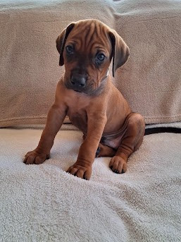 De La Ligue Du Staff'n Co - Chiots disponibles - Rhodesian Ridgeback