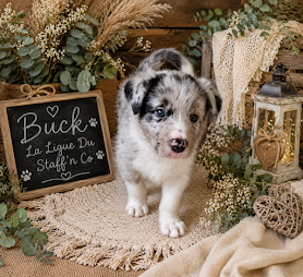 Chiot Border Collie De La Ligue Du Staff'n Co